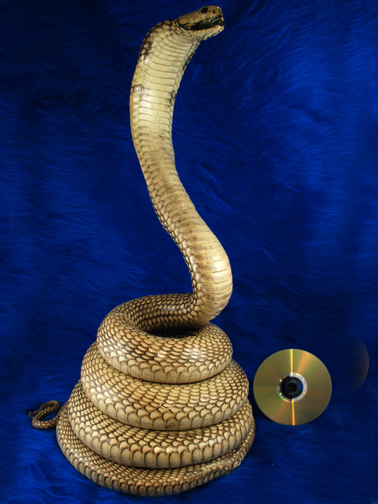 King Cobra Mount Taxidermy, 14 ft Snake, Large