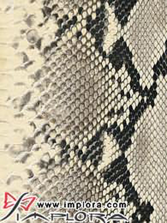 Implora Natural Python Snakeskin Garment Quality