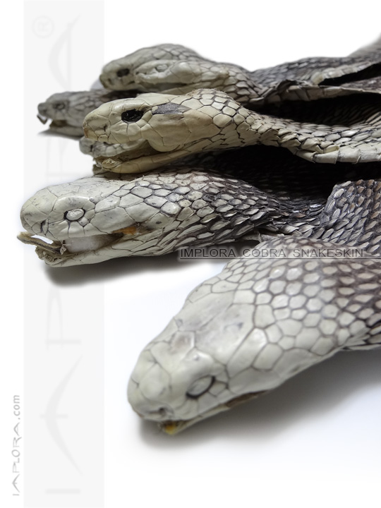 Real Snakeskin Leather Splitting Cobra Snake Hide with Head Taxadermy Snake 5.1" 